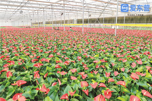 堅(jiān)定不移推動(dòng)高質(zhì)量發(fā)展 鮮花拓開(kāi)富民路