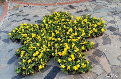 這種花卉,欣賞價(jià)值高,一株苗上開(kāi)出3色花,養(yǎng)上一盆居家添點(diǎn)色