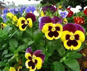 秋天也要芳香四溢,盤(pán)點(diǎn)適合在秋季種植的花卉