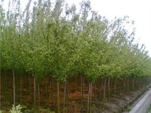 西寧正規小葉楊的用途和特點