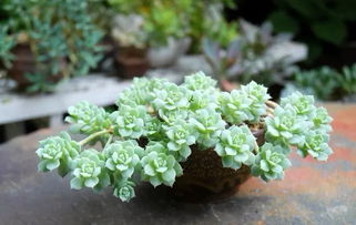 45種常見花卉養殖注意事項