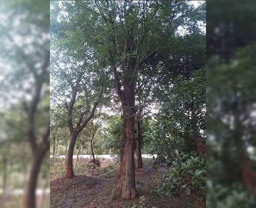 綠化苗木報價 價格優惠 張桂楊花木 蕪湖綠化苗木