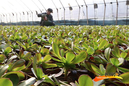 豐南區(qū) 小 多肉 催開(kāi)致富花