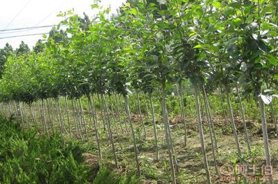 【泰安低價(jià)供應(yīng)垂絲海棠海棠價(jià)格綠化苗基地有苗廠家直銷(xiāo)】泰安市泰山區(qū)青聯(lián)苗木種植農(nóng)民專業(yè)合作社