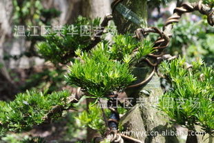 大量供應(yīng)產(chǎn)地直銷綠化苗木一級(jí)優(yōu)質(zhì)精品樁頭指導(dǎo)價(jià) 大量供應(yīng)產(chǎn)地直銷綠化苗木一級(jí)優(yōu)質(zhì)精品樁頭廠商 大量供應(yīng)產(chǎn)地直銷綠化苗木一級(jí)優(yōu)質(zhì)精品樁頭廠商 圖 盡在農(nóng)苗網(wǎng)