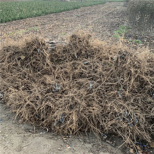 【批發(fā)矮化柱狀蘋果苗、批發(fā)矮化柱狀蘋果苗基地】- 