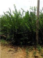 泰安劃算的榆葉梅供應(yīng):臨沂榆葉梅-山東科大苗木基地提供泰安劃算的榆葉梅供應(yīng):臨沂榆葉梅的相關(guān)介紹、產(chǎn)品、服務(wù)、圖片、價(jià)格山東3公分銀杏苗基地促銷裝歡迎咨詢136【4538】6501、百日紅、櫻花、白皮松、紅楓、法桐、