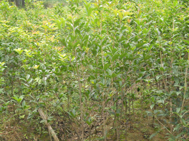 桂花苗木|喬灌木|綠化苗木|供應(yīng)信息|597苗木網(wǎng)