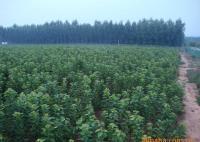 櫻桃樹苗紅燈、美早、早黃金[供應(yīng)]_綠化苗木_世界工廠網(wǎng)中國產(chǎn)品信息庫