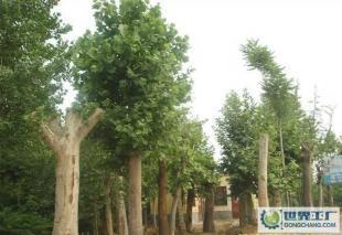 低價(jià)0法桐、欒樹、合歡、國槐、柳樹等常規(guī)苗木_農(nóng)副產(chǎn)品_世界工廠網(wǎng)中國產(chǎn)品信息庫