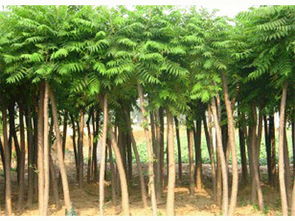 甘肅有實(shí)力的甘肅園林綠化公司 西北園林綠化苗木銷售苗圃