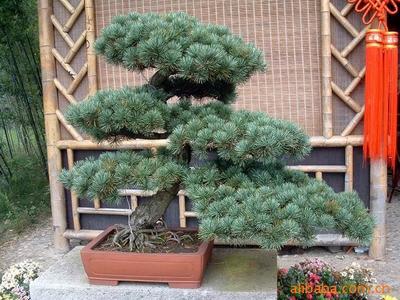 【綠化設計圖中的喬木與灌木之分】價格、產品供應,綠化設計圖中的喬木與灌木之分廠家批發-1024商務網