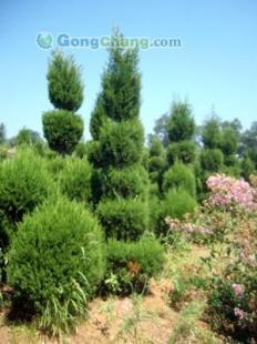 供應【煙臺雪松】煙臺雪松苗木 煙臺苗木廠家 煙臺苗木種植基地_農(nóng)副產(chǎn)品_世界工廠網(wǎng)中國產(chǎn)品信息庫