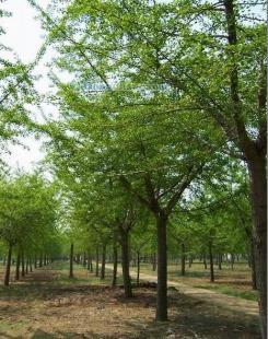 供應(yīng)銀杏樹,山東銀杏樹,海峰銀杏苗木基地_紡織、皮革_世界工廠網(wǎng)中國產(chǎn)品信息庫