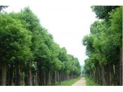 浙江香樟價格|喬灌木|綠化苗木|供應(yīng)信息|597苗木網(wǎng)