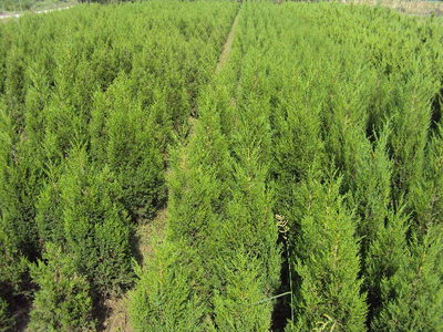 安徽苗木基地-蜀檜