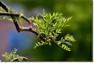 搜苗 苗木市場行情 2018這6大樹種要火