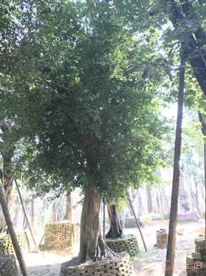 【小葉榕苗木直轄、品質保證、最新報價】綠化苗木,價格,廠家,供應商,花木,龍海市東泗興輝園藝場 - 產品庫