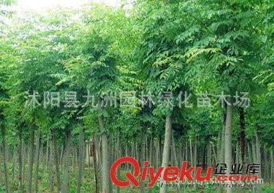 批發華山松,羅漢松,雪松,規格全,貨源足。-沭陽縣九洲園林綠化苗木場提供批發華山松,羅漢松,雪松,規格全,貨源足。的相關介紹、產品、服務、圖片、價格沭陽縣九洲園林綠化苗木場、花卉苗木;苗木種子;景觀木屋