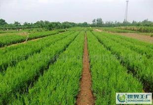 環保綠化苗木側柏價格_環保綠化苗木側柏廠家_世界工廠網產品信息庫