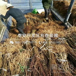 【新梨7號梨苗批發基地、新梨7號梨苗多少錢一棵】-