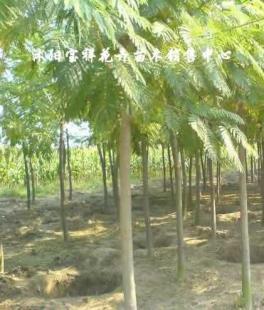 供應綠化苗木:低價出售各種合歡、銀杏、廣玉蘭等_農副產品_世界工廠網中國產品信息庫