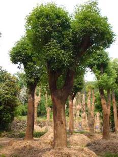 福建大小規格優質地栽、移栽香樟樹苗木銷售 13695986111 王先生_農副產品_世界工廠網中國產品信息庫