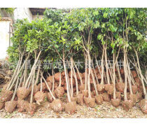 【孝感種子苗木產(chǎn)品庫】_價格/圖片/廠家_孝感種子苗木第5頁 - 湖北產(chǎn)品庫