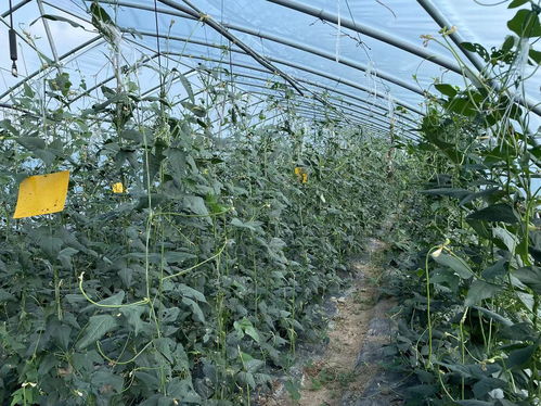 安徽召開全省農(nóng)產(chǎn)品質(zhì)量安全監(jiān)管工作會議