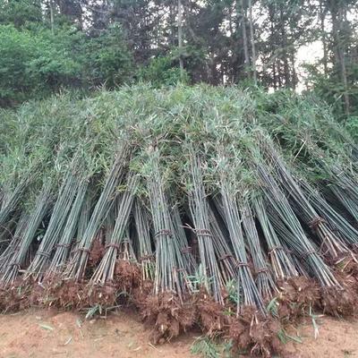 批發(fā)采購(gòu)四季竹_苗木產(chǎn)品圖片