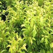 農(nóng)業(yè)種植