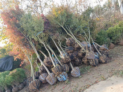 綠化苗木的規(guī)格術(shù)語及測量方法