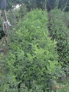 廠家直供七里香苗木盆栽花卉：九里香木香花苗，優質園林綠化工程苗木