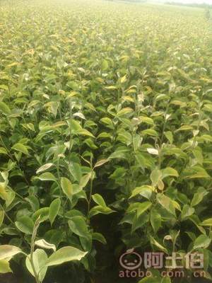 占地棗樹市場解析：2018年價格、產地與供應商概覽