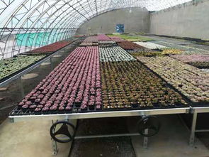 安平縣漢明育苗設備廠 專業助力林業種植，高效育苗設備引領行業