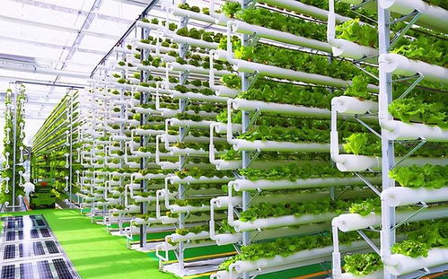 菜農的黃昏 數字農業時代下，90%蔬菜將來自工廠化種植