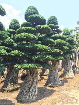造型優美小葉榕供應，打造綠色生態空間——龍海市東泗興輝園藝場專業綠化苗木服務