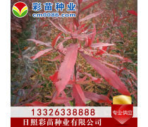 優化苗木產品庫策略，提升園林綠化行業競爭力