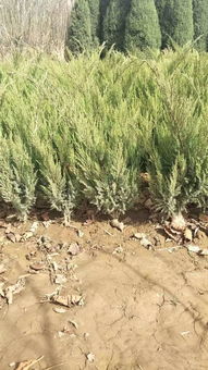 定州市盛大園林苗木基地入駐苗木通平臺，致力精品苗木發展