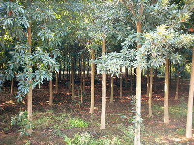 浙江省桐鄉(xiāng)市石門三杉苗木基地 現(xiàn)代林業(yè)種植的典范