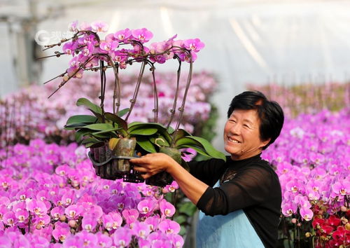 美麗經(jīng)濟(jì)綻放 年宵花市場再升溫，花卉種植迎新春