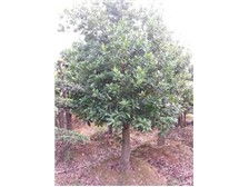 長沙市雨花區(qū)瑞達綠化苗木場花卉種植產(chǎn)品展示