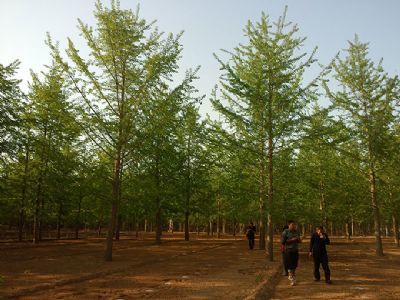 山東銀杏苗木培育基地 專業(yè)花卉種植與綠色生態(tài)建設
