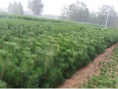 花卉苗木供應 黑松、側(cè)柏、油松種植指南與市場前景