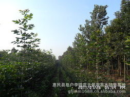 惠民縣皂戶李鎮(zhèn)藍(lán)天景觀苗木銷(xiāo)售基地 綠化苗木產(chǎn)品與花卉種植指南